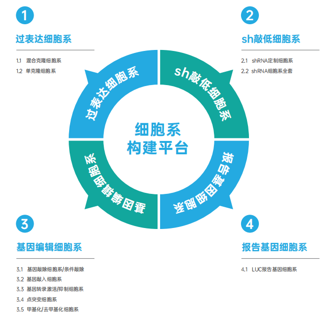 細胞系構建平臺.png